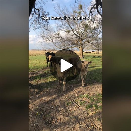 Probably just perfect ✨ #cows #farmanimals #cowsoftiktok