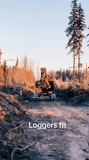 Tigercat 🔛🔝 #fyp #trendingvideo