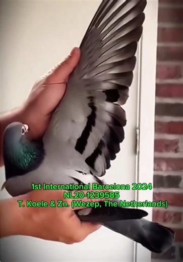 Pigeon Kingdom on TikTok