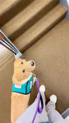 🐾 Behind the Scenes: Training in Action! 🐾 Volunteer puppy raisers play such an important role in a guide dog’s journey, and this video of Guide Dog in Training Flora is a wonderful example of that dedication. Flora has recently been released from the PawsForward program, where she learned advanced commands and foundational skills critical to her future work as a guide dog. Now, she’s continuing that learning with her new puppy raiser, Sara. In this clip, you’ll see Flora walking up the stairs