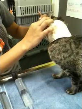 How to Tube Feed a Cat