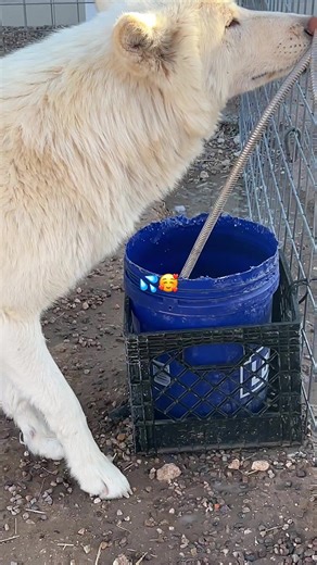 Wolf Pup's Quirky Drinking Habits
