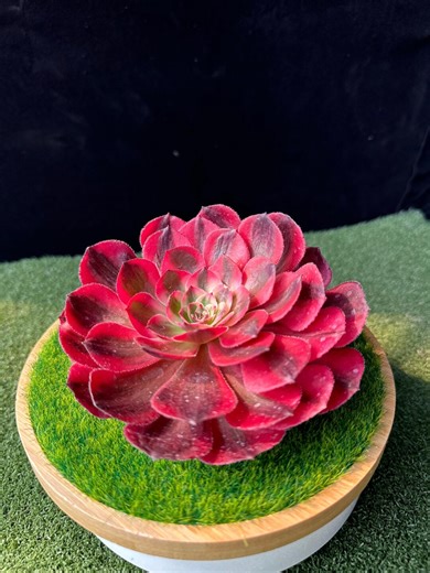 Aeonium 'lafite Queen'- New Cultivar Sport of Aeonium 'qingcheng', Thick Waxy Foliage, Rare Variegated Succulent - Etsy