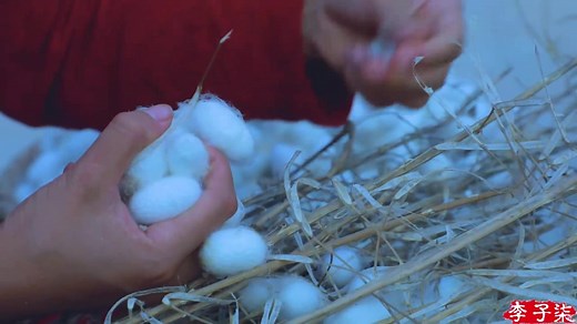 Chinese people invented sericulture and silk reeling, And silk is treasured as a symbol of Chinese culture.（part 1）中国是世界上最早发明养蚕缫丝的国家，而丝绸也是东方古老文化的象征（一)