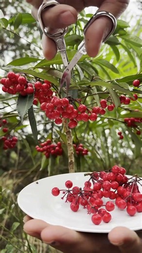 Must-Try Wild Berry: Can't Stop Picking These Red Berries!
