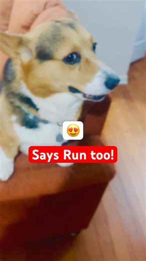 Talks and responds to Run command #corgi #dog #prettyfunny #run