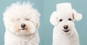 Portraits of Dogs Before and After Japanese Grooming
