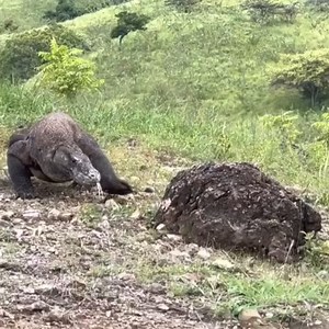 57K views · 336 reactions | only 30 seconds for the komodo dragon to hunt and swallow its prey #game #Beauty #gaming #viralvideo #viralreels #AfricanSafari #facebookreels #komododragon | Wild Africa | Facebook