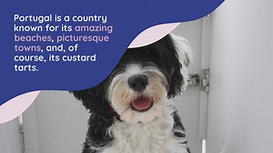 11 Portuguese Dog Breeds (With Pictures!)
