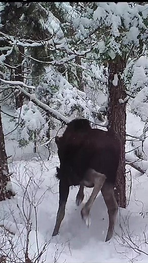 Moose Shaking Off Antlers | Hilarious Fail Caught on Camera
