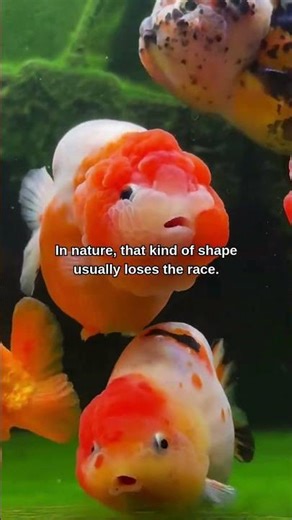 This Fish Was Created by Humans. #animals #fact
