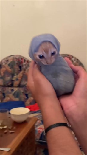 62K views · 3.3K reactions | Dress up the cat #funnycat #funnyvideos #cat #funnytiktok #funny #... | Everly Monroe | Facebook