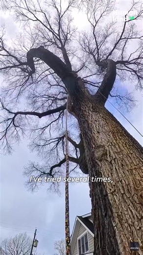 121K views · 1.1K reactions | No tree too tall for this cat rescuing hero! #animalkind | Humankind | Facebook