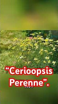 The perennial plant everyone should have in their garden #Cerioopsis #PerennialPlant #Gardening