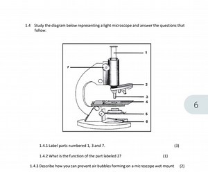 1.4 Study the diagram below representing a light microscope and... | Filo
