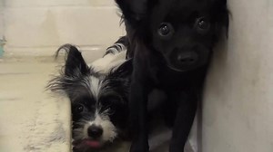 33K views · 1.1K reactions | ADOPTED - moved to SAFE Album 11/06 BOTH...