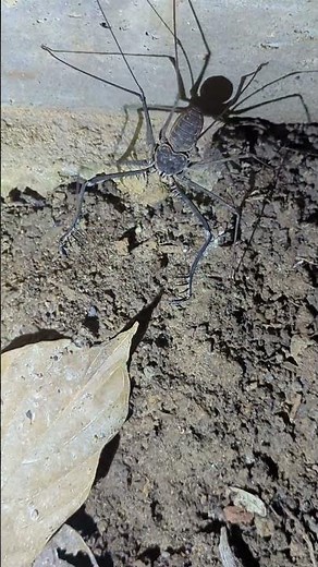 Fascinating huge Tailless Whip Scorpion near the shower block in the rainforest #ecuador