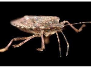 Cost-Effective Ways to Get Rid of Stink Bugs