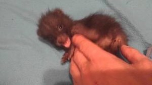 Es la hora de hacerle cosquillas al simpático bebé mapache