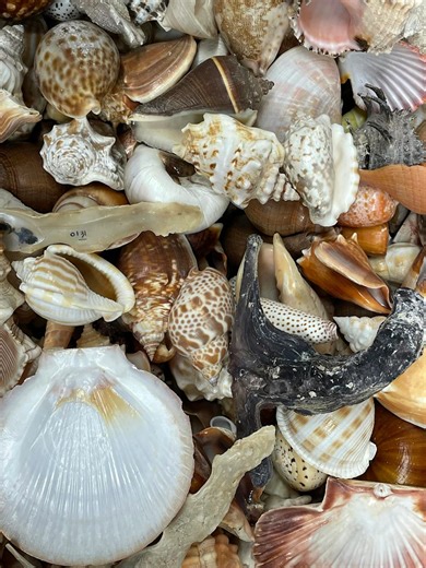 Where do seashells come from?