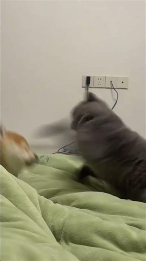 6616 LH2449 猫狗天天干仗