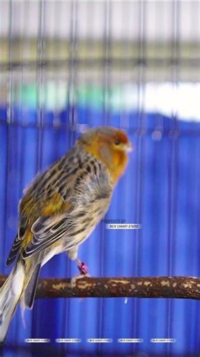 TERAPI KENARI F1 DURASI PANJANG #KENARI #CANARIES #CANARY 1