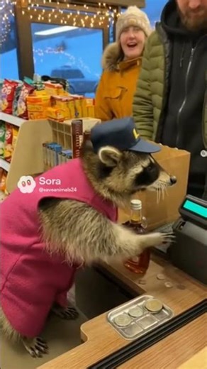 This is the first day of the cute raccoon working in alaska very smart #funny #raccoon #animals