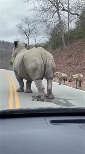 🚨 Stunning Birth! Witness The Moment Of A Rare Black Rhino Calf's Arrival! #Rhino #Birth