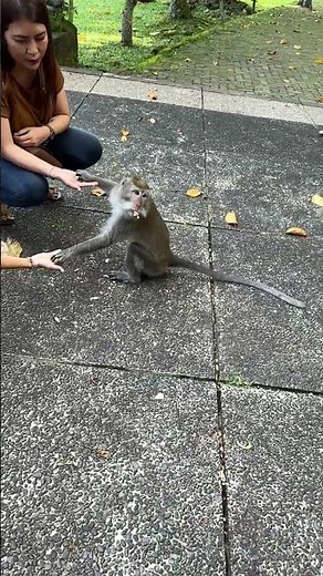 🐒 Wild Monkeys of Bali — Life Inside the Sacred Monkey Forest!