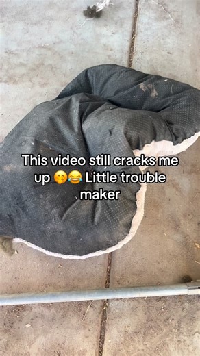 Moon Child Mini Farm on Instagram: "For licensing or usage, contact licensing@viralhog.com Maxx has always been a little trouble maker 🤭 . . . . . . . . . . . . . #moonchildminifarm #moonchild #minipig #minipigs #juliana #pig #pigsaspets #piglet #piglets #piggy #california #pigsofinstagram #cuteanimals #animalsofinstagram #obsessed #inlove #farmlife #moonchildcrystalshop #snout #snoot"