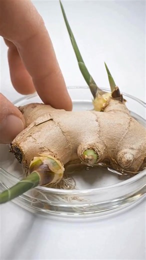 How to Grow Ginger at Home (In Pots or the Garden) for a Never-Ending Harvest 💬👇 | Gardening Hacks World