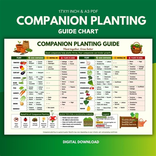 Vegetable Companion Planting Chart Printable, Companion Planting Guide, What to Plant Together, Garden Planner, Veg Garden PDF - Etsy Canada