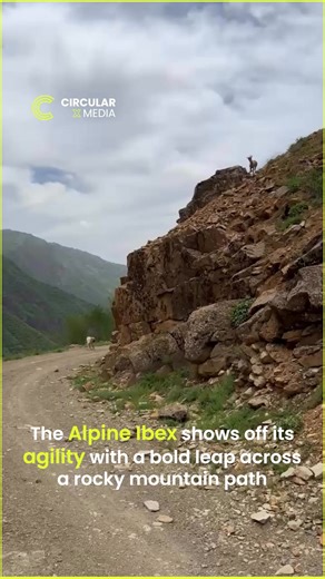CircularXmedia on Instagram: "🧗‍♂️ *Alpine Ibex Leaps Across Rocky Cliff!* 🐐⛰️Watch the incredible agility of the Alpine Ibex as it fearlessly jumps across steep mountain terrain — nature’s true parkour master!#AlpineIbex #MountainGoat #WildlifeMoment #NaturePower #ExtremeAgility #MountainLife #AnimalParkour #WildlifePhotography #NatureLovers #ViralWildlife #circularxmedia"