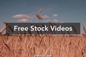 Windy Videos, Download The BEST Free 4k Stock Video Footage & Windy HD Video Clips