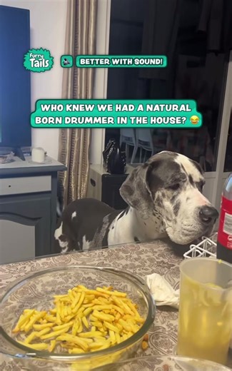 Natural Drummer 🥁 | #Animal_M3dia #Fyp #Dog #Drummer #RockNRoll