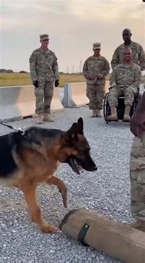 A dog recognizing a returning soldier is one of the purest emotional moments ever recorded 😭🐶 The instant transformation from sadness to joy is unforgettable. Drop an emoji if this hit hard👇 #SoldierAndDog #EmotionalReunion #DogTears #HeartwarmingReels #ViralFeelGood | Paws A Soldier