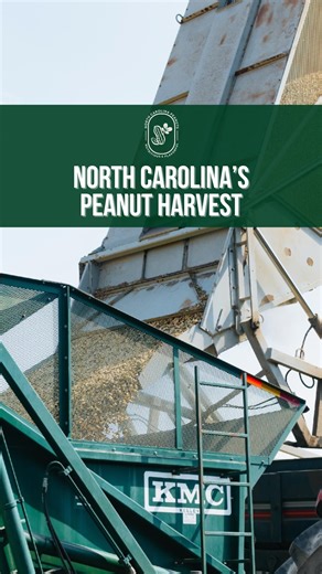 That’s a wrap on peanut harvest 2025! 🎉🥜 To every farmer who planted, nurtured, and harvested this year’s crop, thank you. We’re endlessly grateful for your long days, hard work, and heart that make North Carolina peanuts something to be proud of. 💚 🎥 Big thanks to @RobertsFarms_ for capturing the beauty of harvest from above. #ncpeanuts #gottobenc #ncag | NC Peanuts