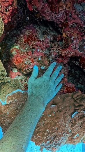 They were hesitant at first, then they all climbed on to start the manicure. This is the same team that cleaned my teeth on a previous clip. Cleaner shrimp play an important role on the reef, cleaning wounds and removing loose skin and parasites from reef inhabitants. 📍 Great Barrier Reef, Australia 🦐 Skunk cleaner shrimp (Lysmata amboinensis) 🤿 13m #ladyelliotisland #DiveVolk #iPhone | Wayne McGregor