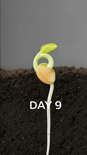 Growing an Orange Tree from Seed 🌱🍊 | 25 Days Timelapse Transformation