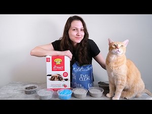 Top 10 Best Cat Litters of 2021 (We Tried Them All)