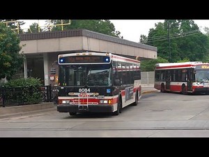 TTC Buses at Royal York - (7/2/24)