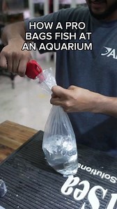 1.2M views · 4.1K reactions | Bagging fish is an art that we perform hundreds of times a day. We'll give you a free show with every fish purchase  . . . #fishkeeping #aquarium #localfishstore #fishstore #smallbusiness #supportsmallbusiness | New Life Aquarium Keysborough | Facebook