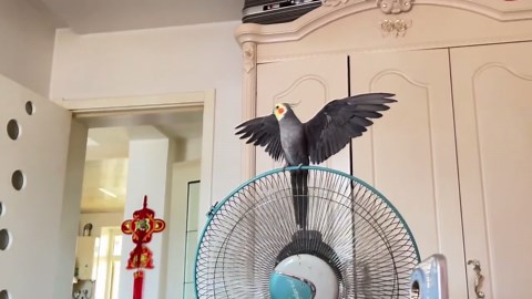 Parrot mimics electric fan humming in Heilongjiang, China