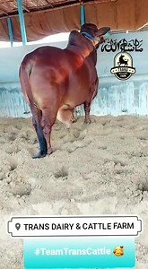 1.4K views · 71 reactions | #Season2021 #Prepration Alhamdolillah 殺殺 #TeamTransCattle 殺 | Pakistan Cattle Qurbani | Facebook