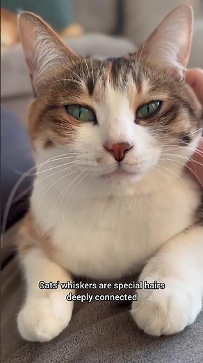 Whiskers Are a Cat’s Radar! 🐱📡 Never Trim!😼