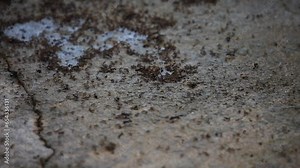 many ants moving around. Black ants, small forest ants move along their path, animal insect wildlife