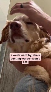 2.2K views · 44K reactions | Want to make a difference with your morning coffee? Try Flip Coffee and help support rescue dog rehabilitation. Click ‘Shop Now’ to get 10% off 3 bags + free shipping! | Rocky Kanaka | Facebook