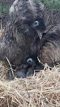 Emu laying an egg with help from dad on his nest.
