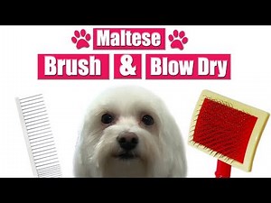 How To Brush & Blow Dry Your Dog | Pro Pet Grooming Tutorial !