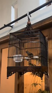 Kicauan malam burung wambie mini dengan kricik an hujan | Dunia Burung